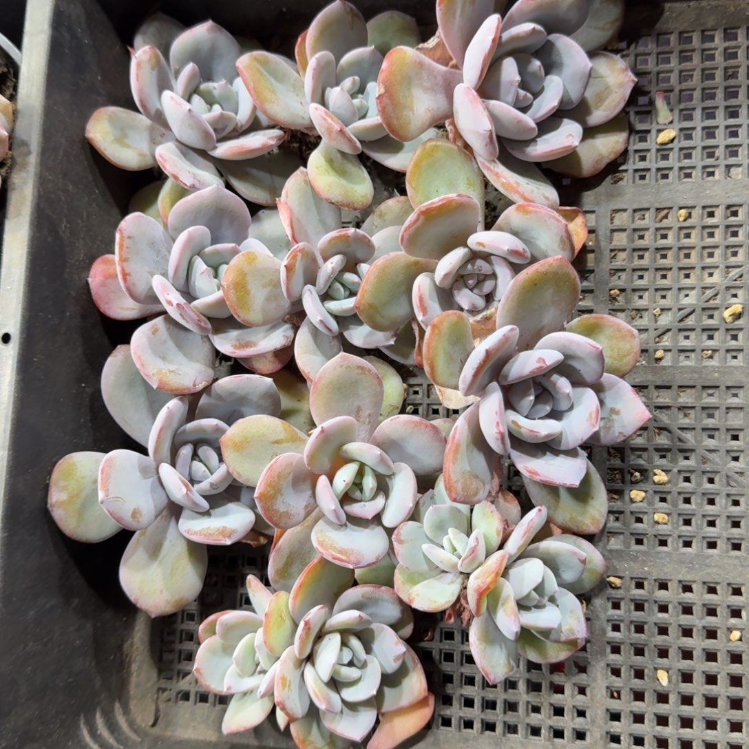 冬***冬一物一拍奶茶11颗38