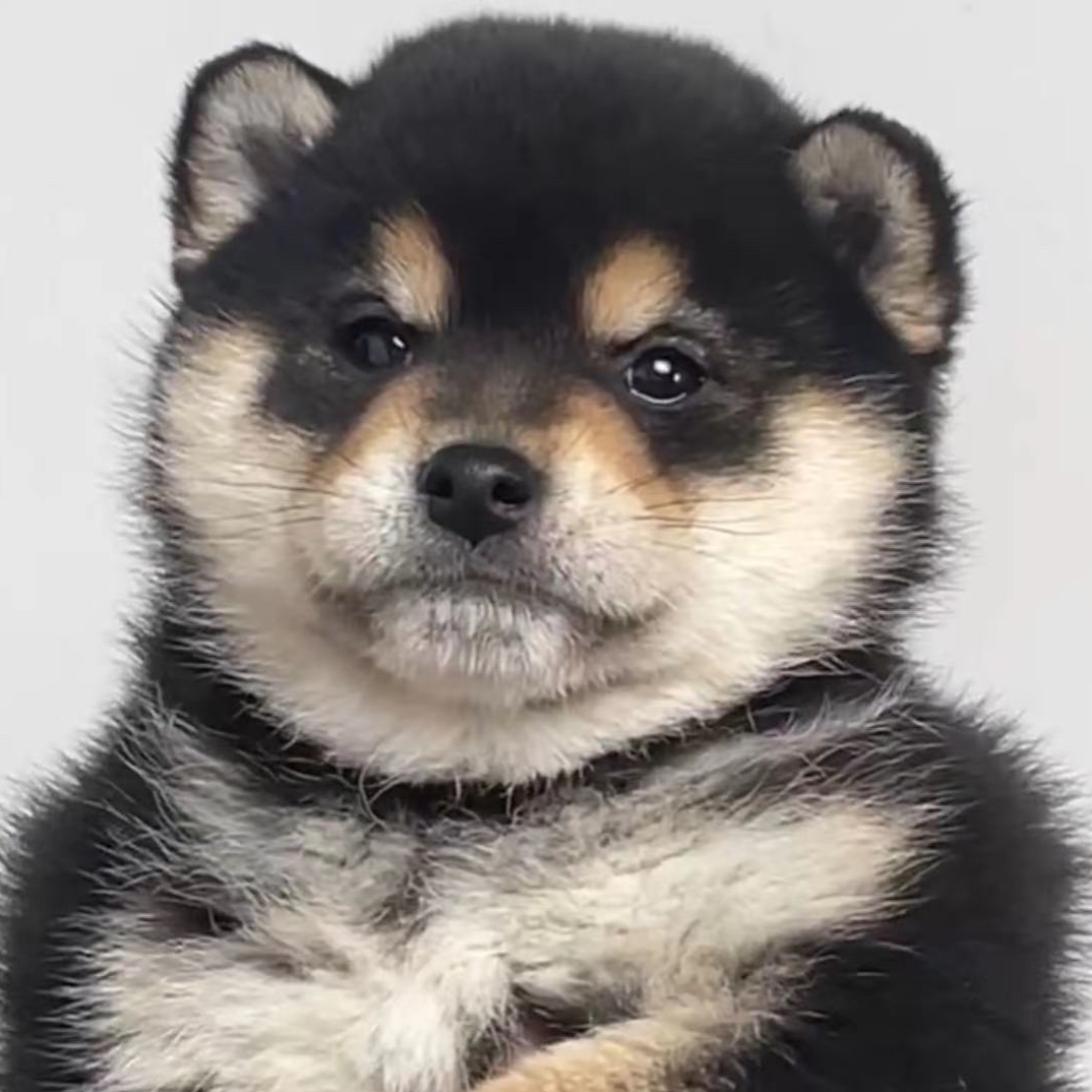 甜美系呆萌可爱聪明柴犬