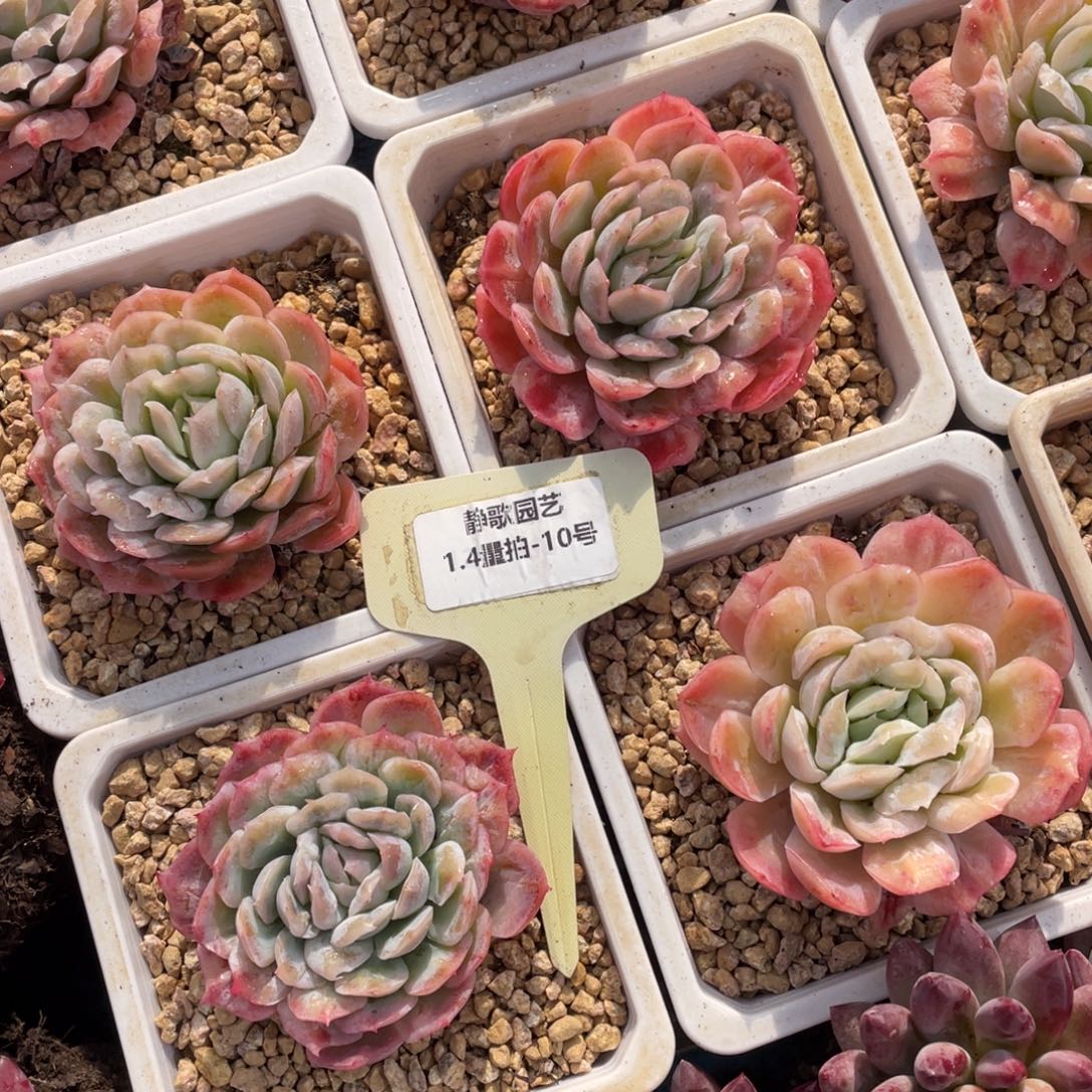 0104-10-泡泡纱裙单头福利一颗量拍