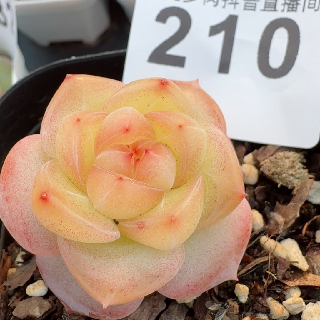 冰淇淋         多肉植物