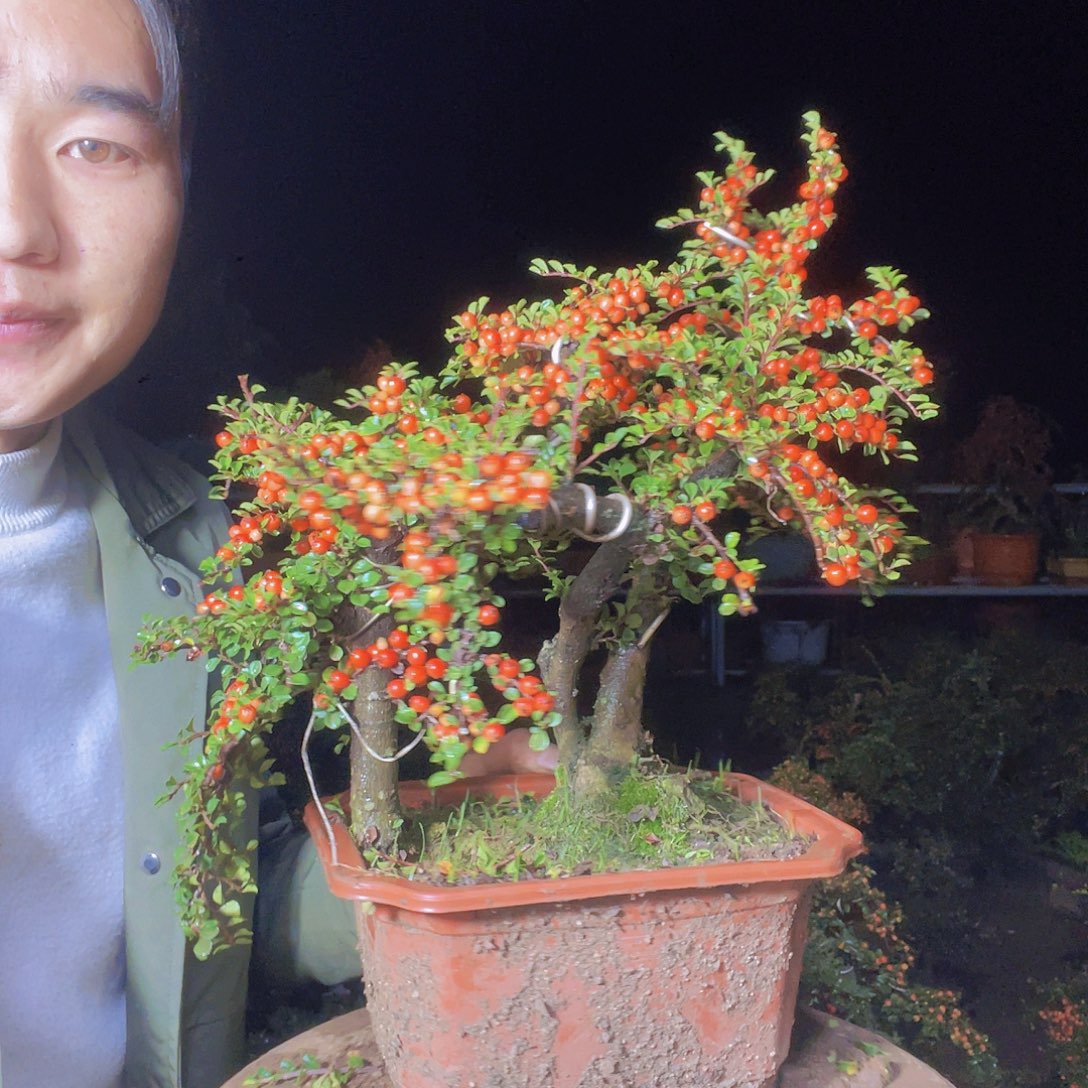 无花朵荀子盆景园区