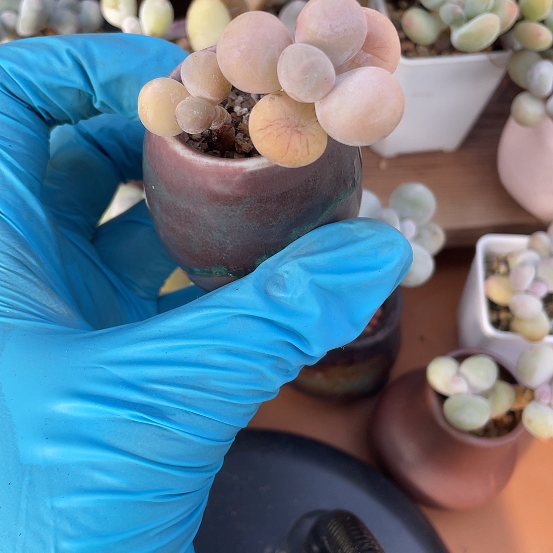 韩版水光针一物一拍