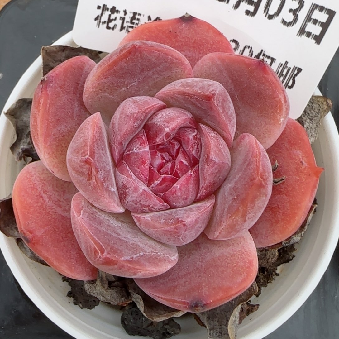 花语逸镜0203-448