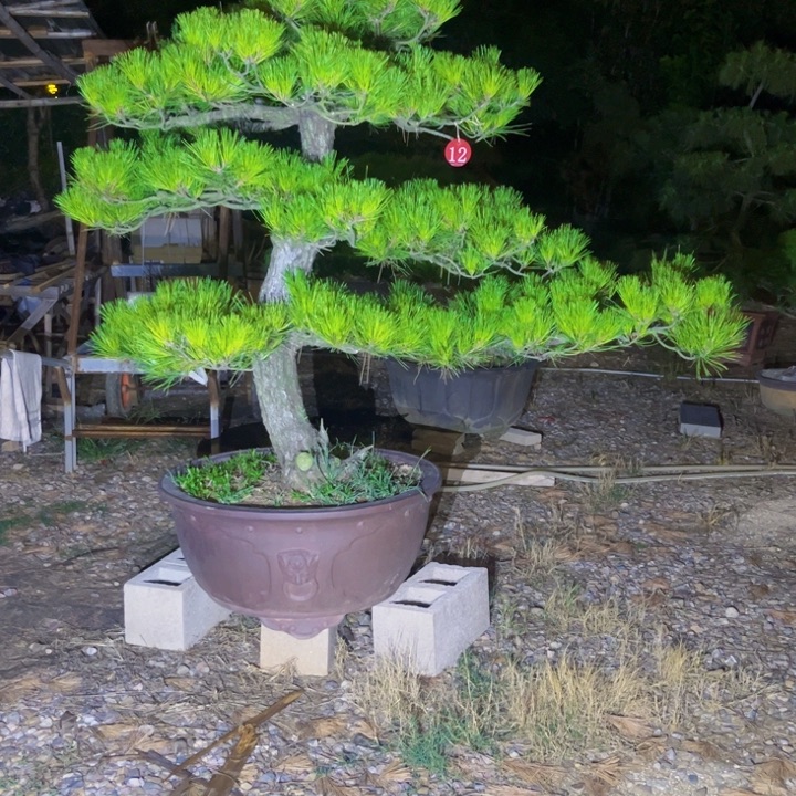 完全开放黑松盆景庭院盆景