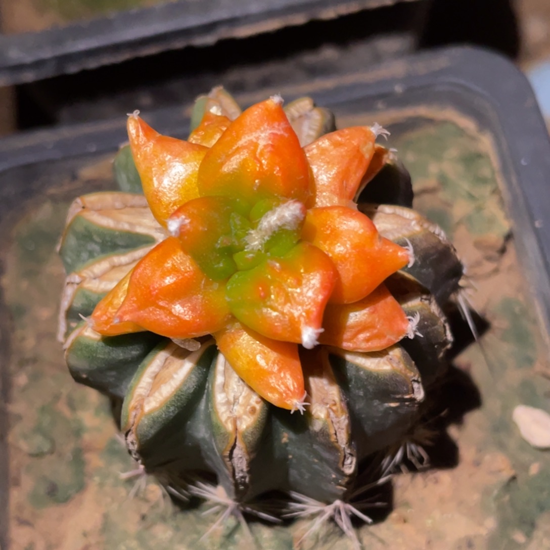 无花朵哥怒锦 仙人球开花