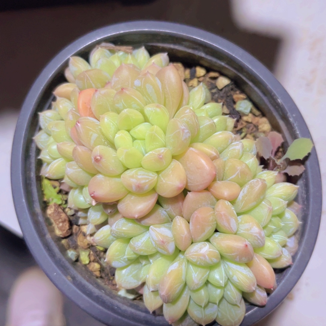 百达翡翠30240多肉植物