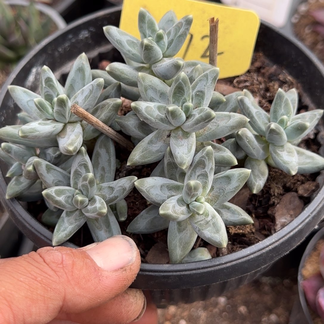 乌拉克拉惊鸿一物一拍包装收缩花旱