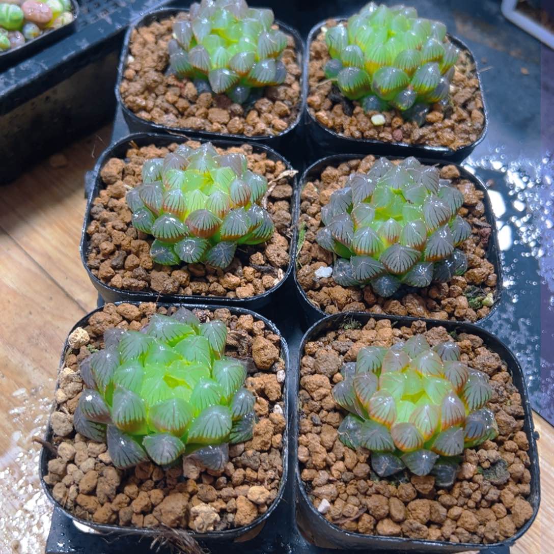 洛神玉露多肉多肉多肉一颗