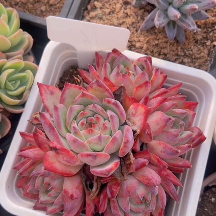 健健康康平平安安