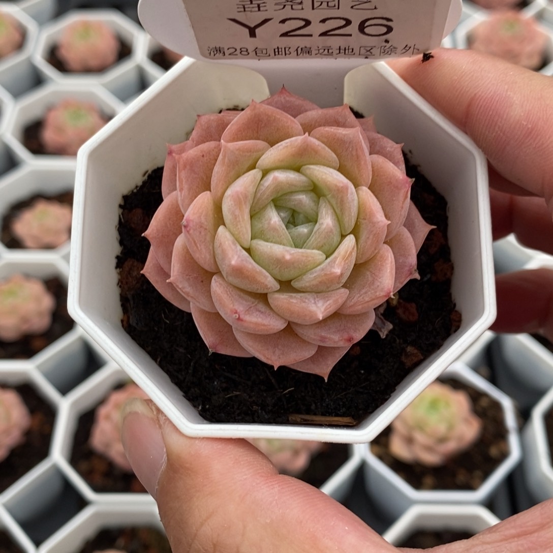 小**糖0226 纯爱 4cm