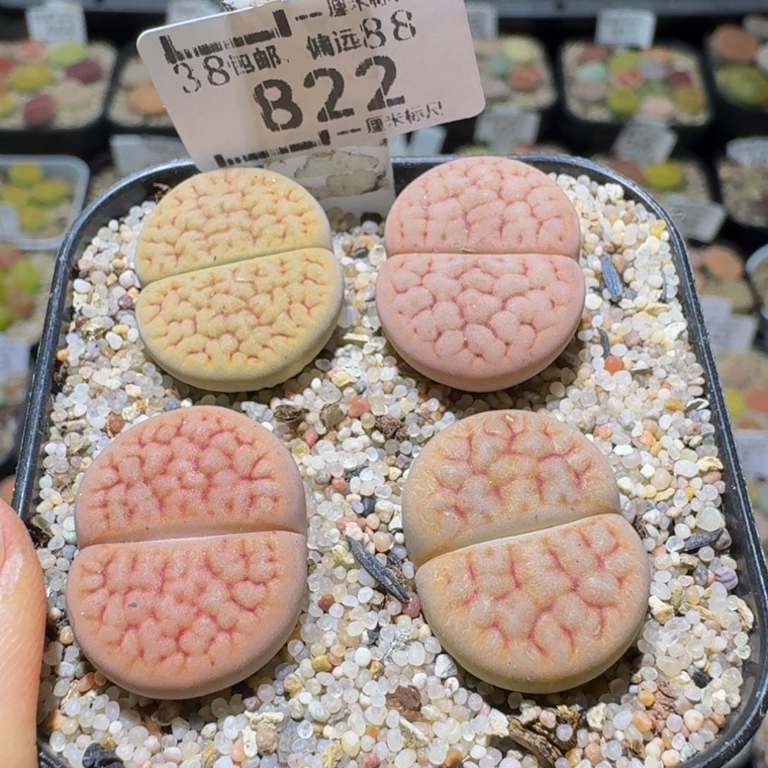 Ssss清仓价便宜了822