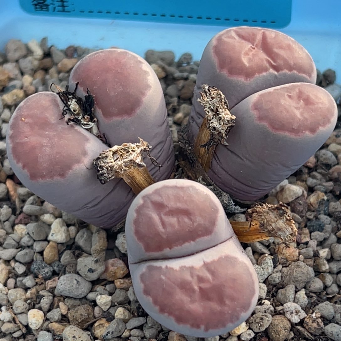 9203三头紫饼干一颗