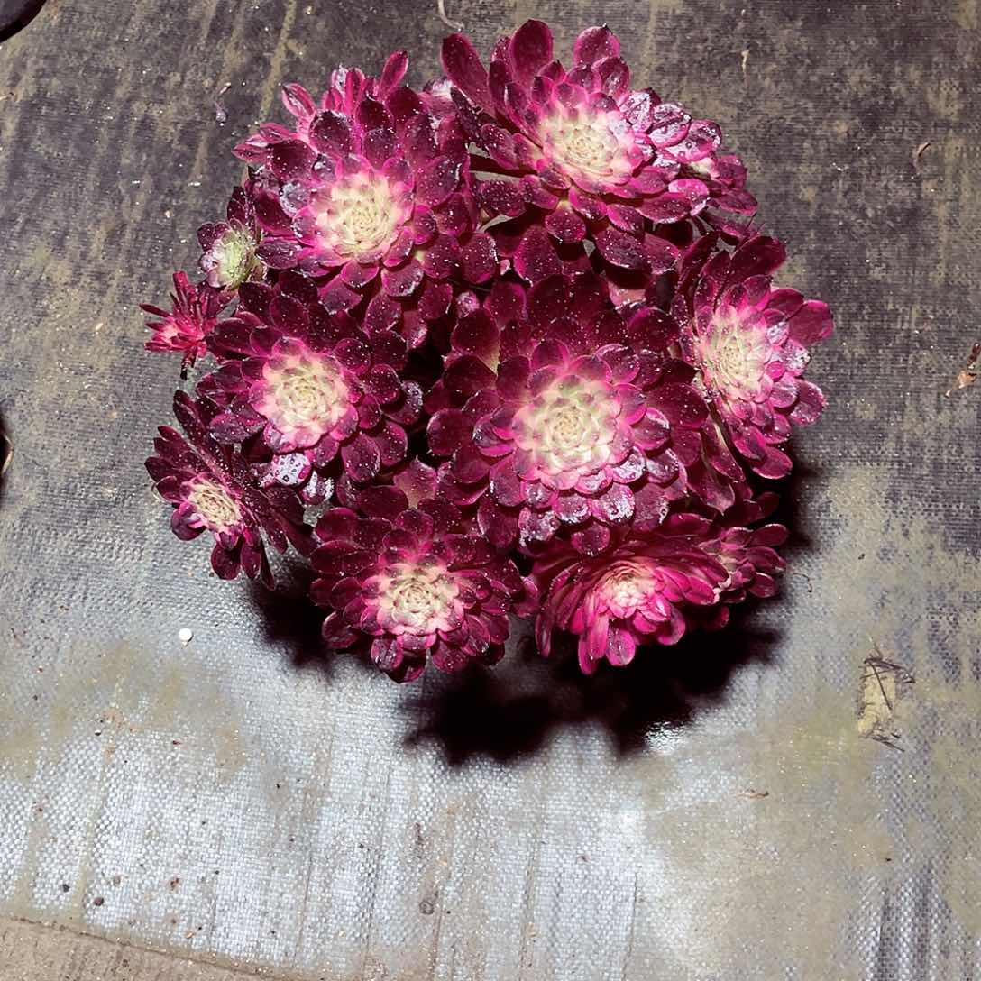 法师多肉哈哈哈哈