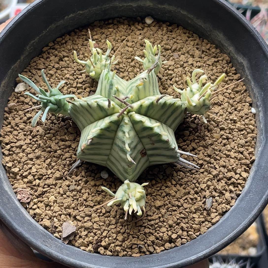 斑马锦大戟 微瑕特价