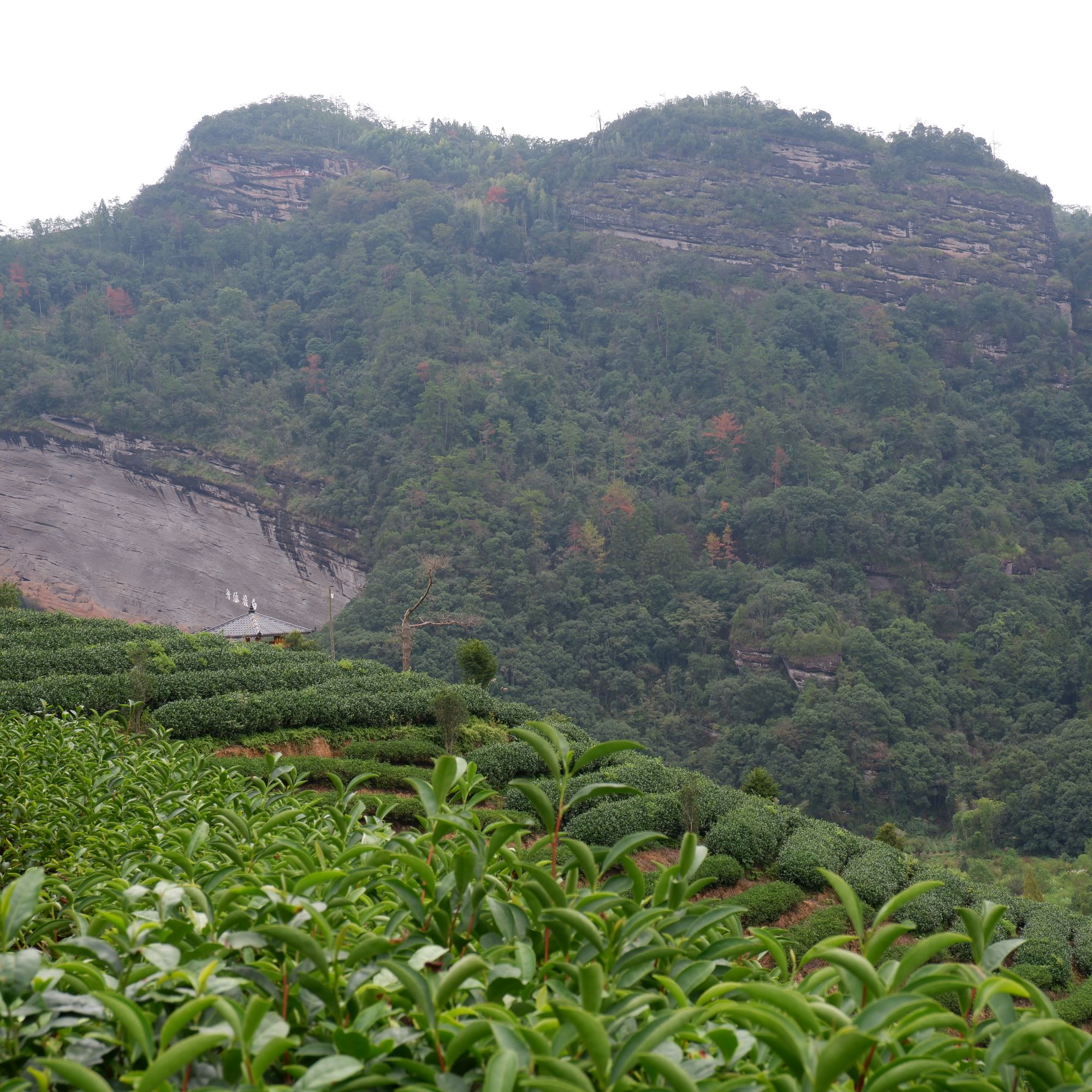 直播间专拍 直播间链接武夷岩茶大红袍