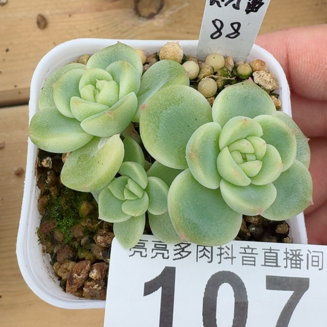 财富         精品多肉