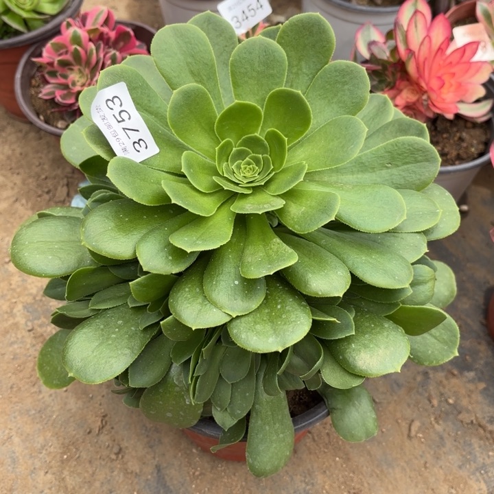 绿羊绒多肉法师3753