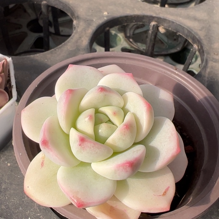香草锦一物一拍锦龙