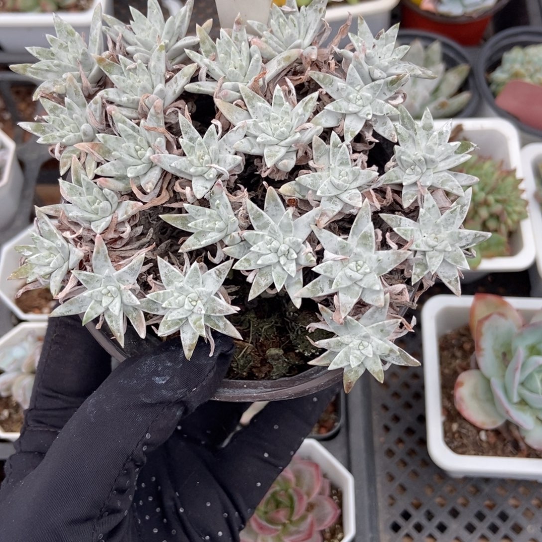 970白菊多肉植物保护