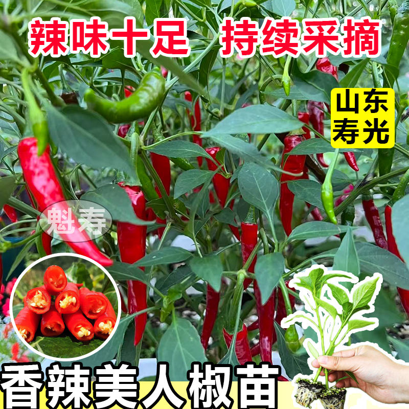 香辣美人椒苗秧红绿特辣辣椒苗四季盆栽蔬菜红线椒海椒种子辣椒树
