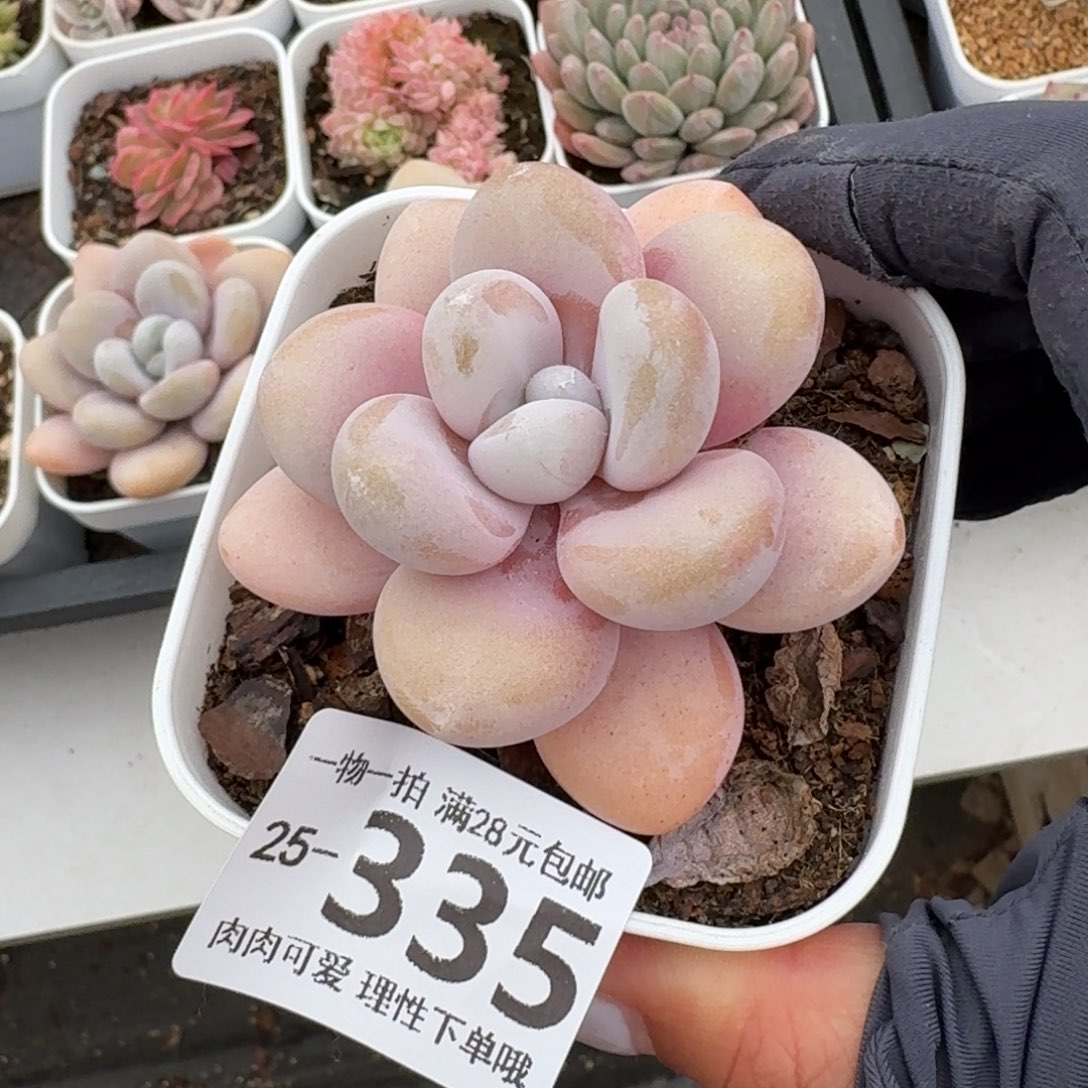 粉兔无盆土发货无盆