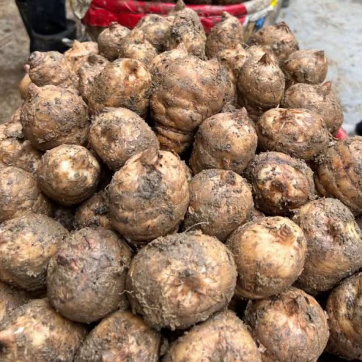 云南昭通小草坝新鲜天麻野种植乌天麻煲汤炖肉泡酒现挖现发