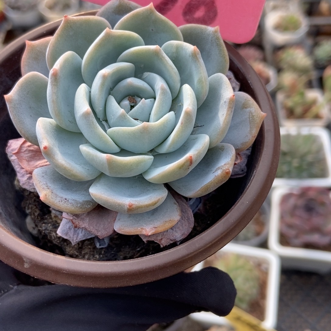 938白茶多肉植物多肉