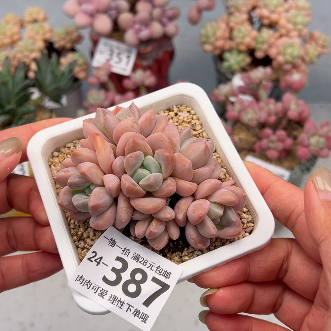 芙丽朵多肉多肉多肉多肉