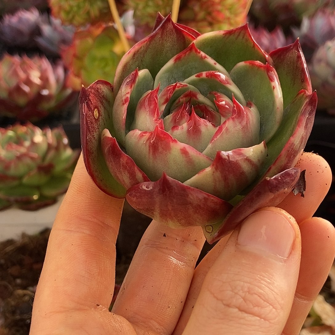 兰***若惊鸿仙子一物一拍