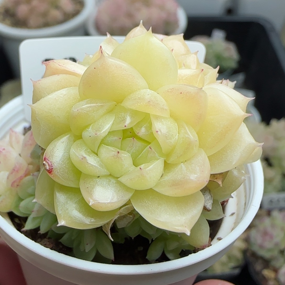 0119-226珠光麦秆