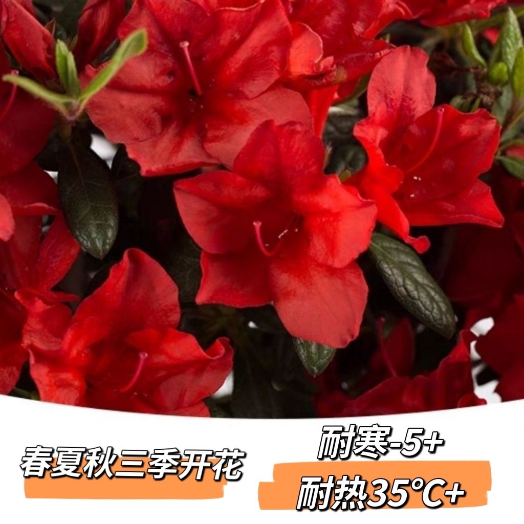 古城花园 多季杜鹃红皇冠耐热耐晒耐寒杜鹃阳台地栽