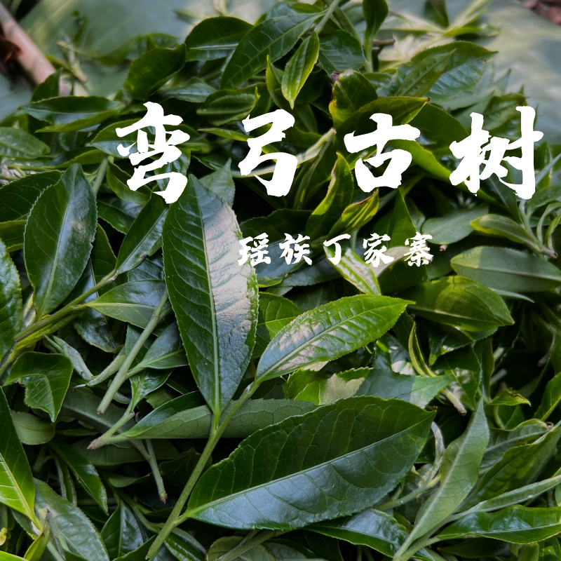 2025年 弯弓古树 头春头采 普洱生茶 100g罐装（带茶样）