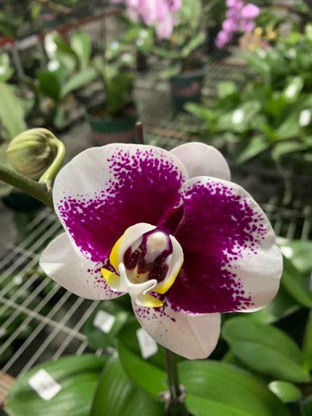 蝴蝶兰-浪漫小苞株3,5寸杯（单剑小花苞）