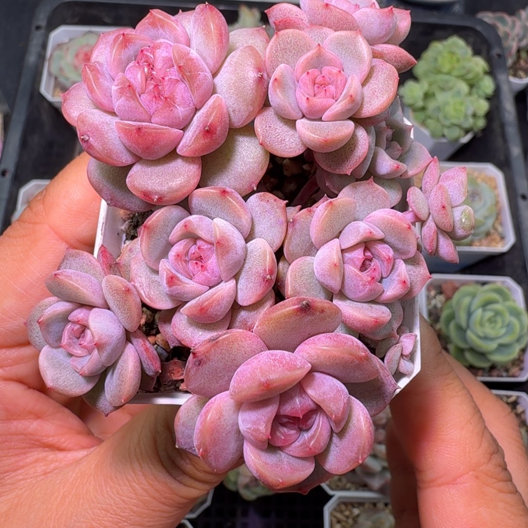 红色恋人散开播福利