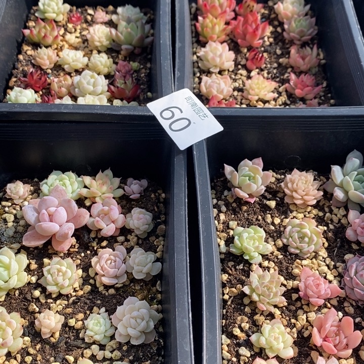 60 多肉植物盆栽花卉