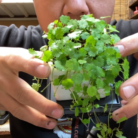 红陶王***一物一拍所见即所得235