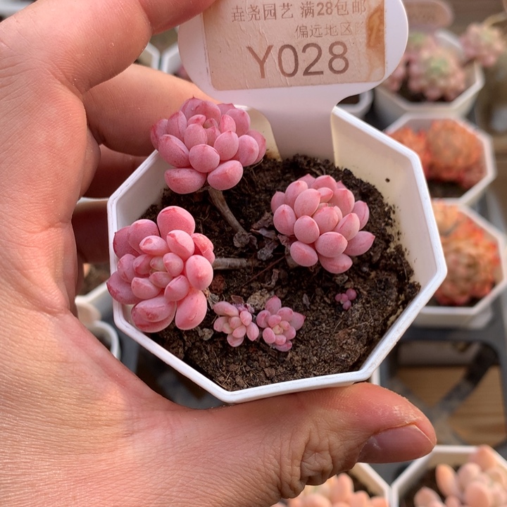 0028萌豆5.5厘米