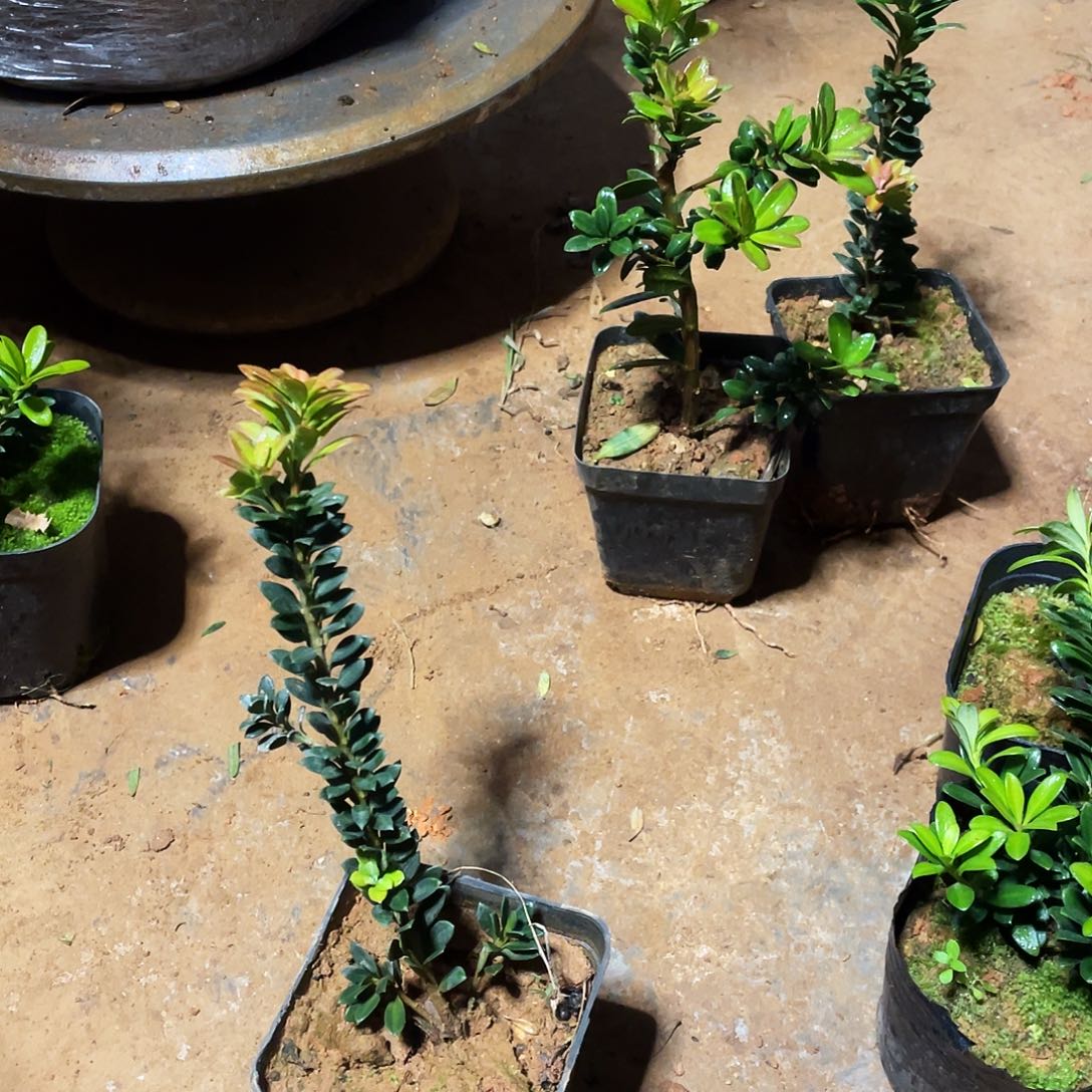 京***墨完全开放罗汉松盆景罗汉松