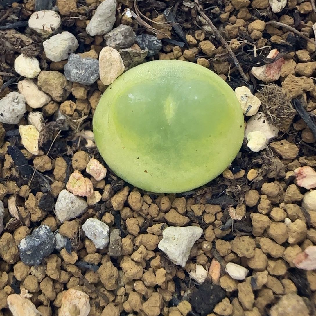 590拉登1.5厘米带盆土