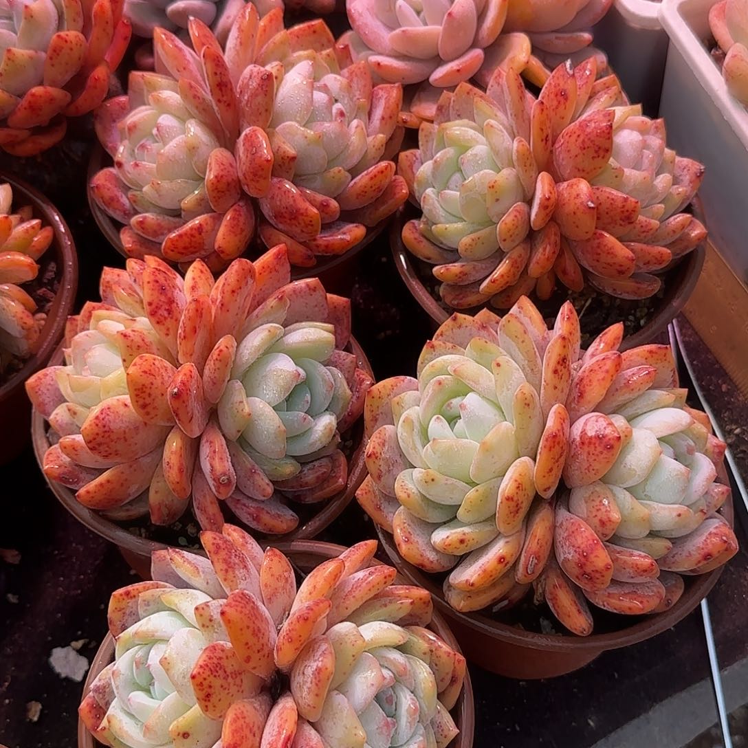 红血橙双头五颗一组