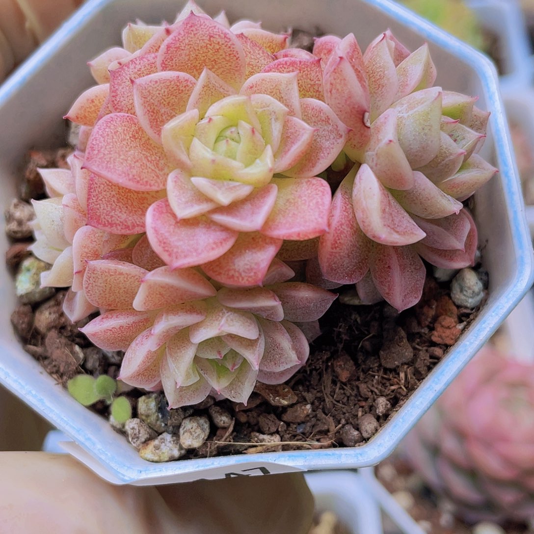 0000000000 147量拍