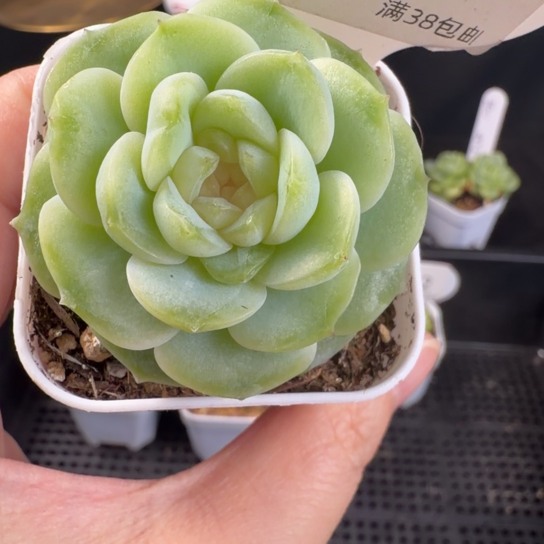 黄花花单头147号一颗