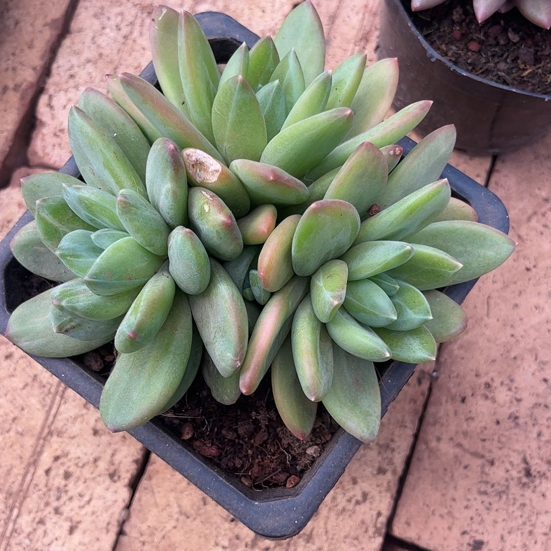 寄养链接发货链接发货链接发货链接