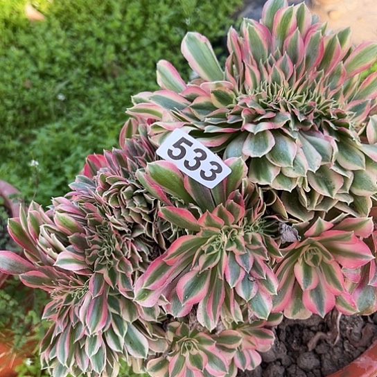 无***忧多肉植物一个女巫533