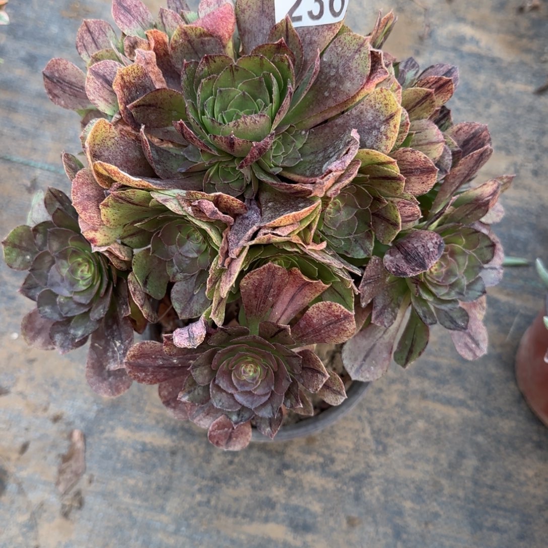 万拉丝236满20包邮断枝不包