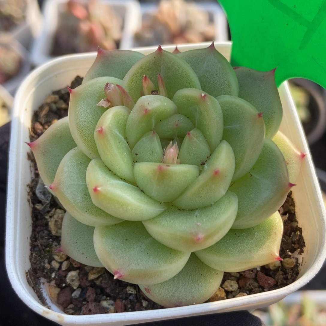 821绿钻珍妮多肉植物