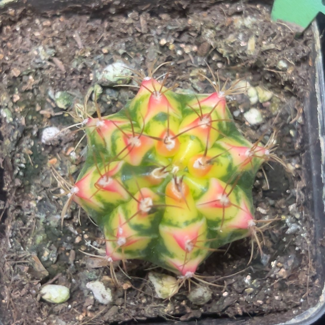 花田侧芽自根带盆土发货5