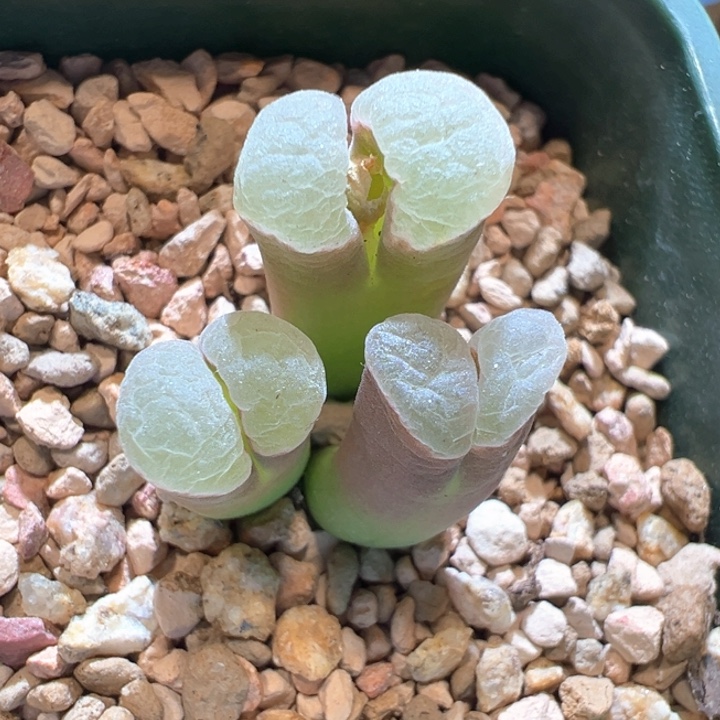 17。 青蛙种源优选w66