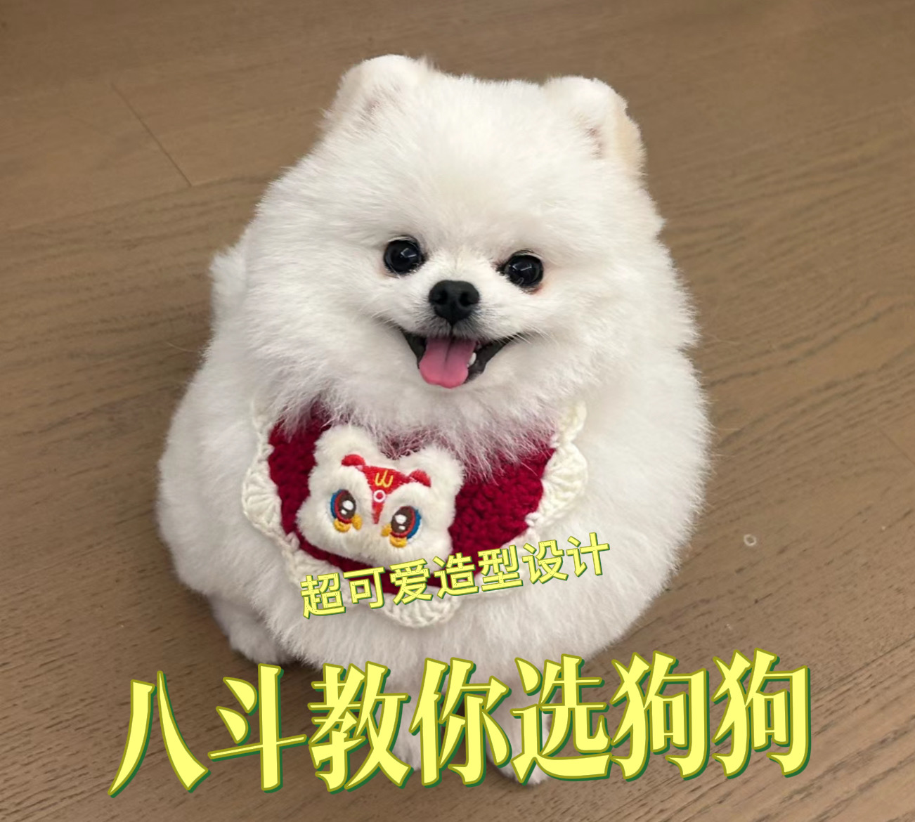 八斗教你怎么挑选狗狗