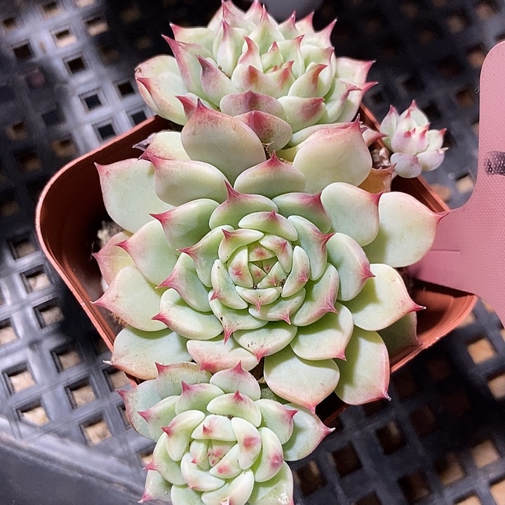 多肉植物蓝眼睛710多肉